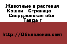 Животные и растения Кошки - Страница 3 . Свердловская обл.,Тавда г.